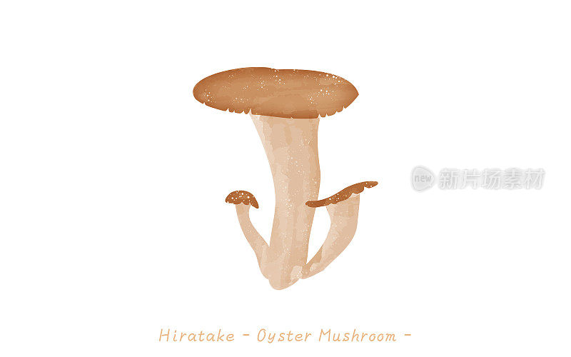 Autumn taste, simple illustration of mushroom oyster mushroom Vector illustration
